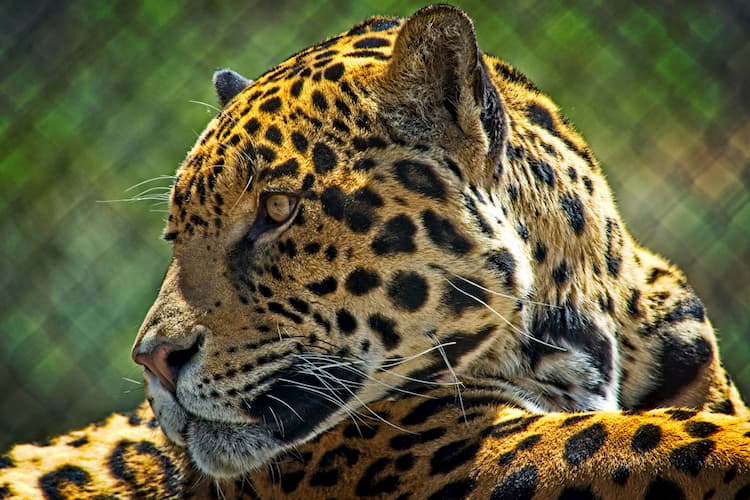 Jaguar at Animal Ark