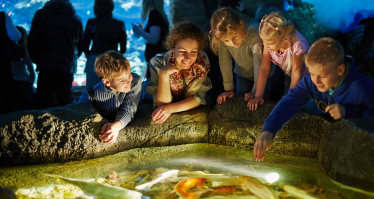a class field trip group observes fish in an aquarium touch tank