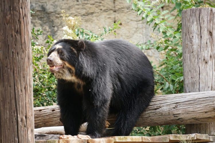 A black bear at The San Antonio Zoo.