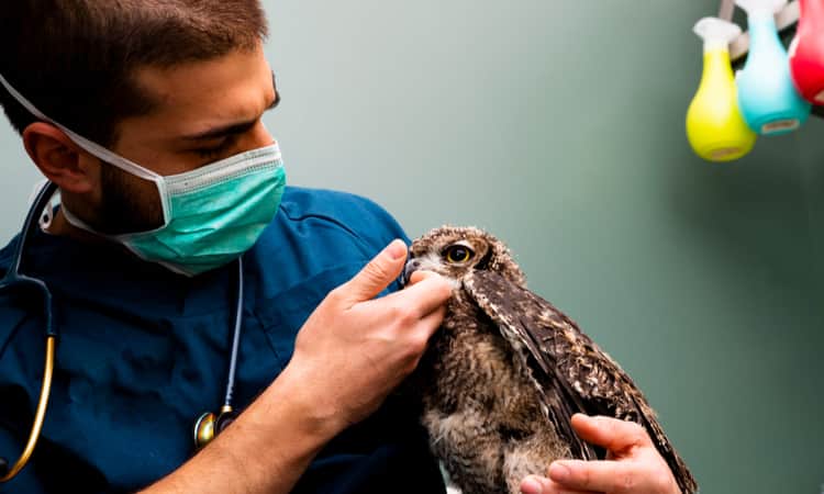 A vet treating an injured young bird of prey