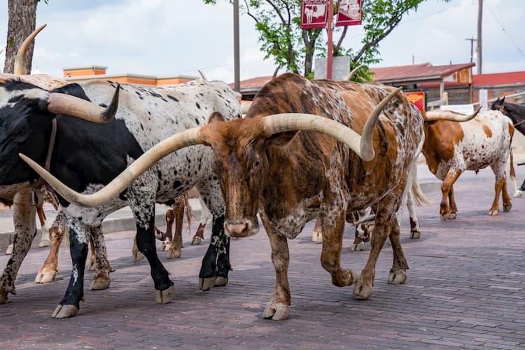 a cow with huge curled horns participates in the cattle run