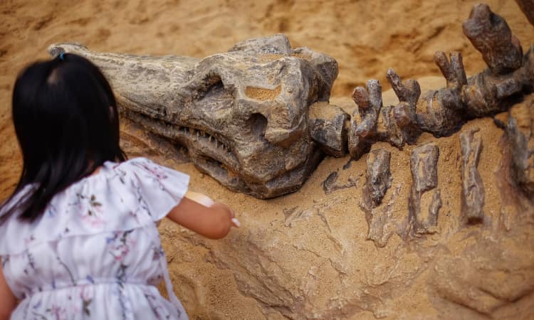 A small child digs up a replica fossil at a science museum
