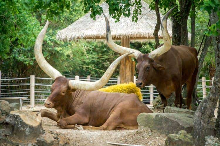An Ankole bull with giant horns at the zoo.