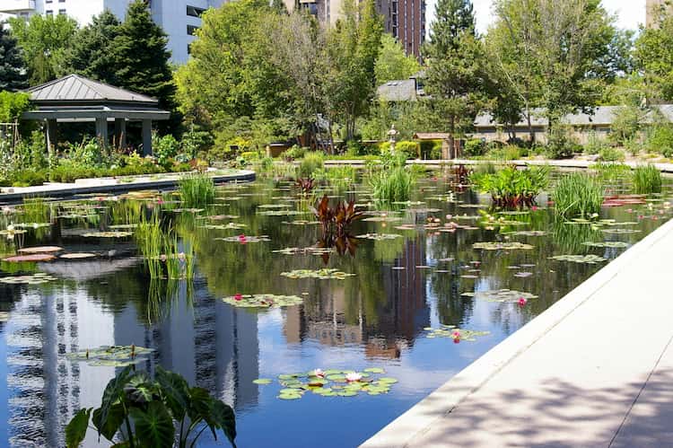 Pond with water lilies inside Denver Botanic Gardens
