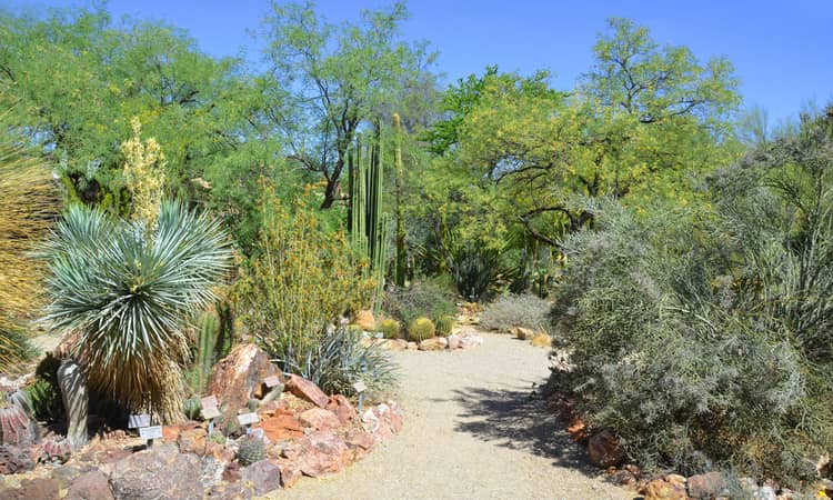 a trail in Desert Botanical Garden in Tucson 