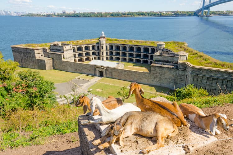 An overlook photo of Fort Wadsworth from a distance and goats nearby