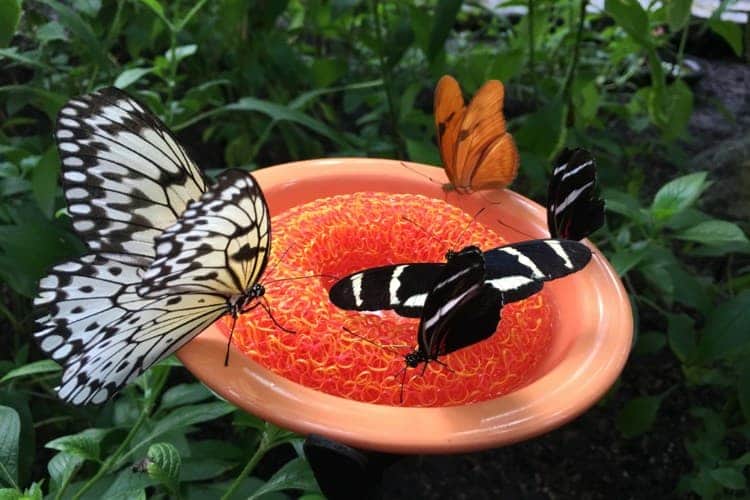 Butterflies at a Houston museum