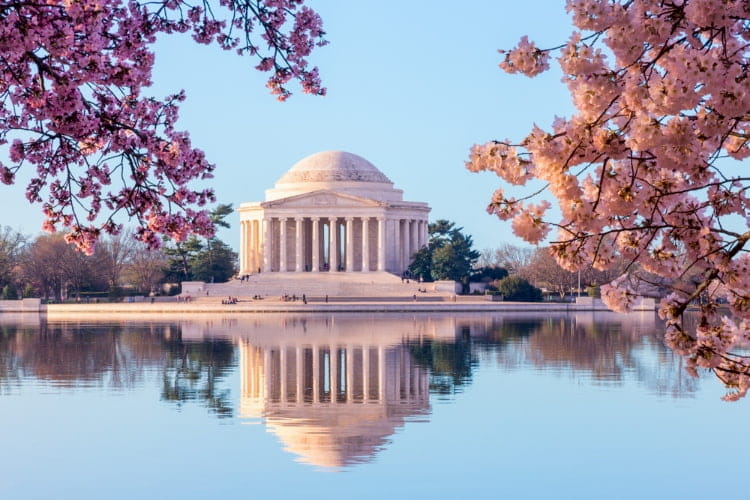 Cherry blossoms bordering the Jefferson Memorial and the Tidal Basin