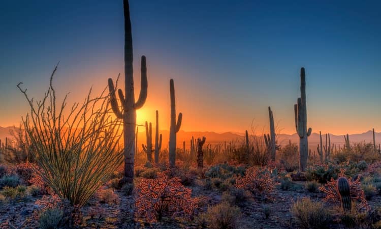 Cacti at sunset in Saguaro National Park