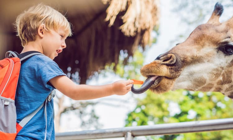 child feeding a giraffe at a zoo 