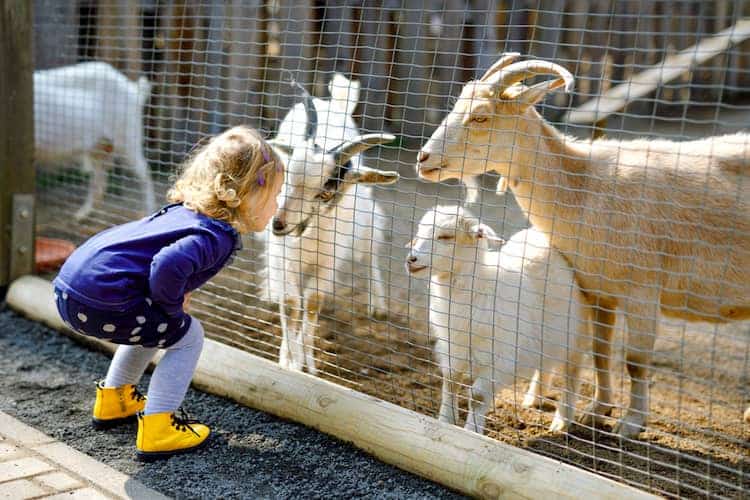 a young girl carefully studies two goats behind a fence at the zoo